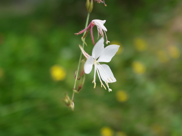 f:id:elmikamino:20100910132215j:image