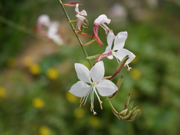 f:id:elmikamino:20100910132216j:image