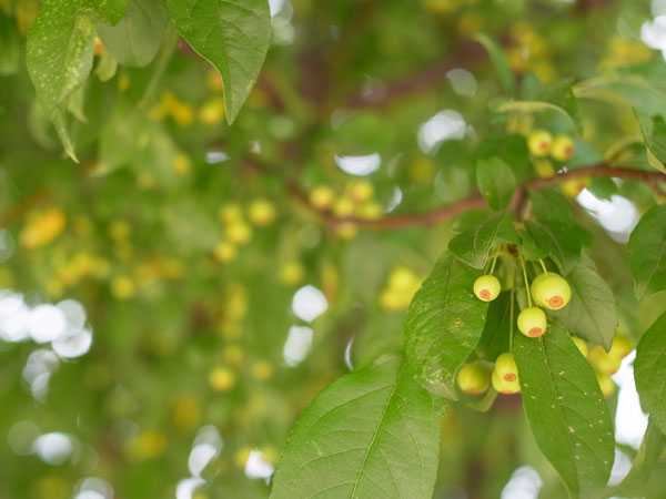 f:id:elmikamino:20100910132220j:image