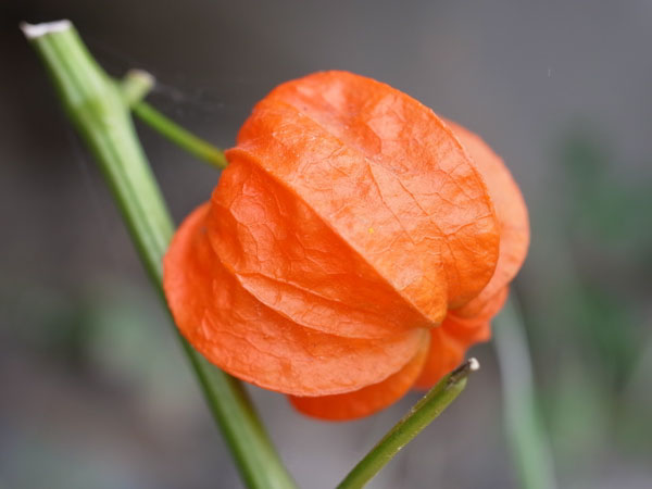 f:id:elmikamino:20100910132221j:image