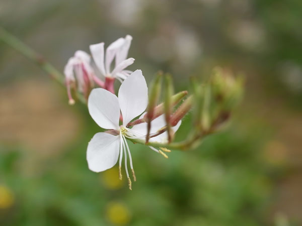 f:id:elmikamino:20100910132223j:image