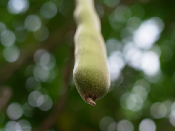 f:id:elmikamino:20100910132225j:image