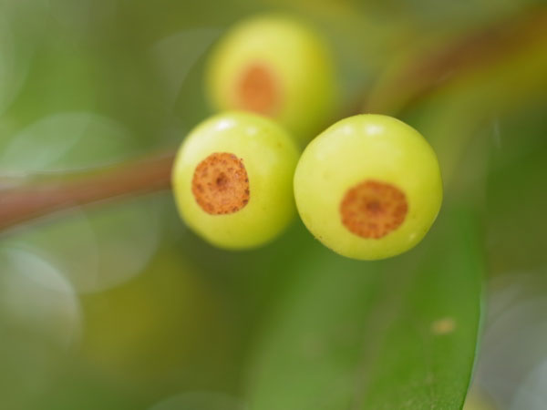 f:id:elmikamino:20100910132226j:image