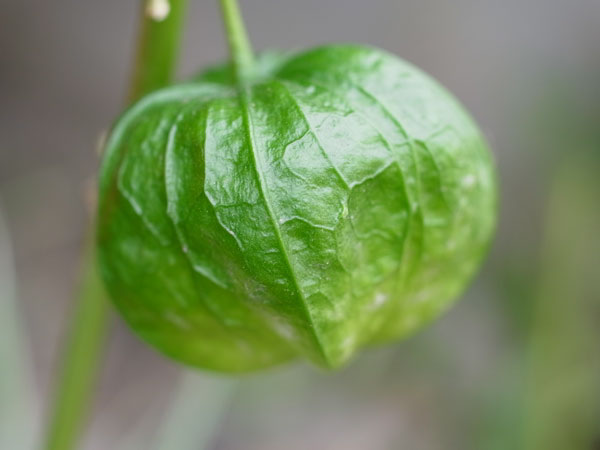 f:id:elmikamino:20100910132228j:image