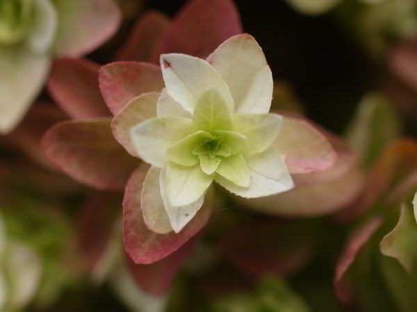 f:id:elmikamino:20100910132229j:image