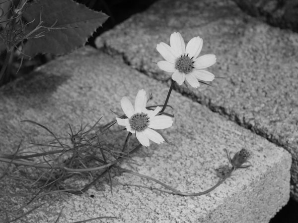 f:id:elmikamino:20100910132230j:image