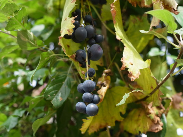 f:id:elmikamino:20100910132234j:image