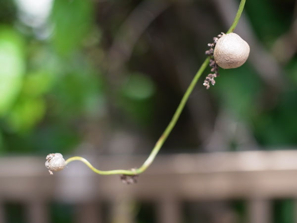 f:id:elmikamino:20100910132238j:image