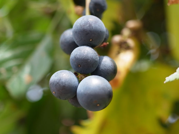 f:id:elmikamino:20100910132239j:image
