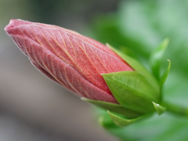 f:id:elmikamino:20100911134136j:image
