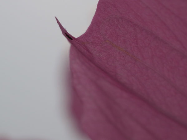 f:id:elmikamino:20100911134137j:image