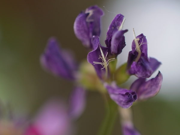 f:id:elmikamino:20100911134138j:image