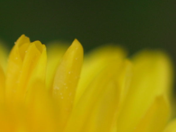 f:id:elmikamino:20100911134139j:image