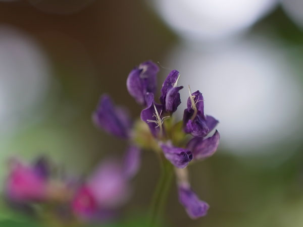 f:id:elmikamino:20100911134141j:image