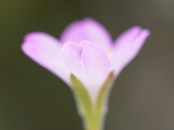 f:id:elmikamino:20100911134145j:image