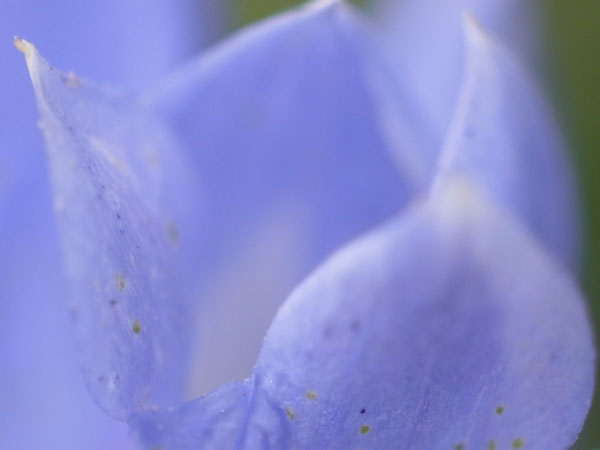f:id:elmikamino:20100911134152j:image