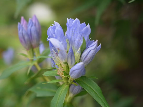 f:id:elmikamino:20100911134153j:image