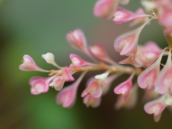 f:id:elmikamino:20100911134155j:image