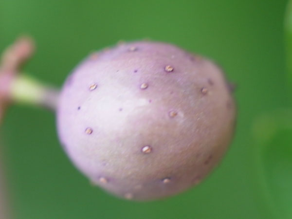 f:id:elmikamino:20100911134200j:image
