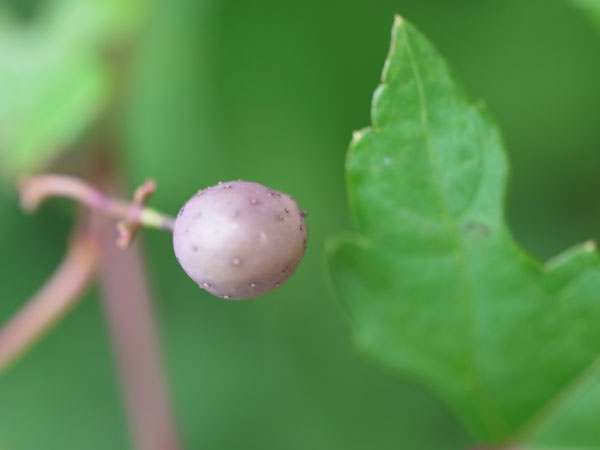 f:id:elmikamino:20100911134201j:image