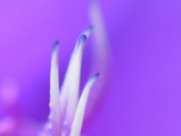 f:id:elmikamino:20100911134202j:image