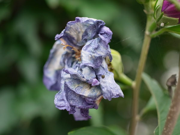 f:id:elmikamino:20100911134206j:image