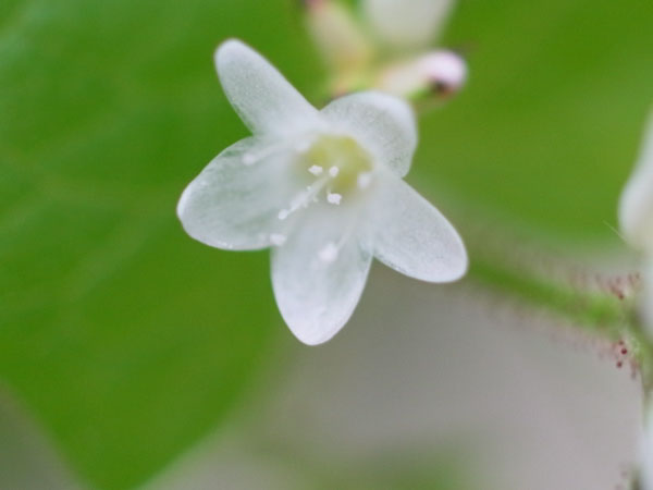 f:id:elmikamino:20100911134207j:image