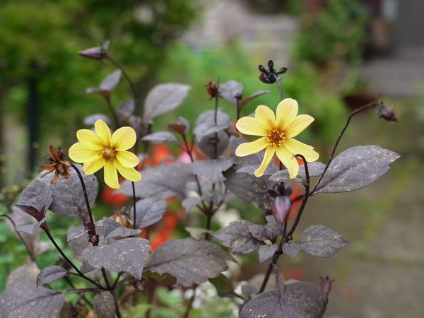 f:id:elmikamino:20100911134211j:image
