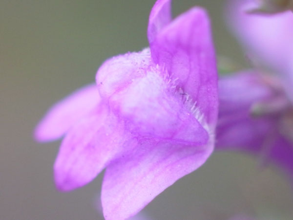 f:id:elmikamino:20100911134212j:image