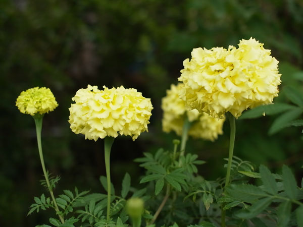 f:id:elmikamino:20100911134213j:image