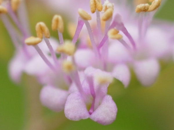 f:id:elmikamino:20100911134215j:image