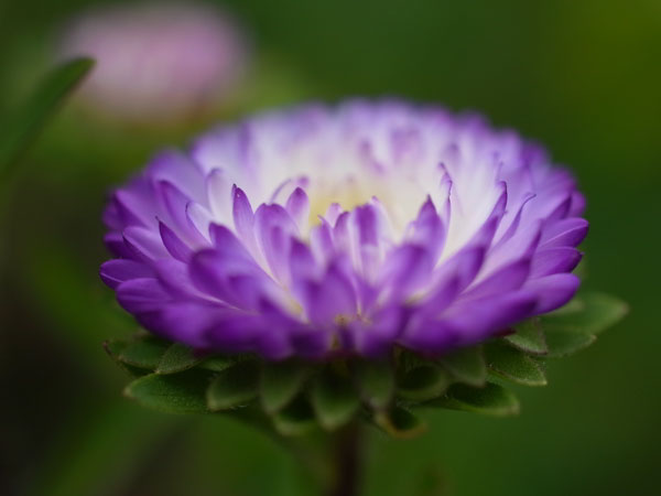 f:id:elmikamino:20100911134222j:image
