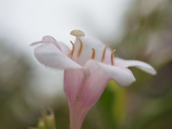 f:id:elmikamino:20100911134223j:image
