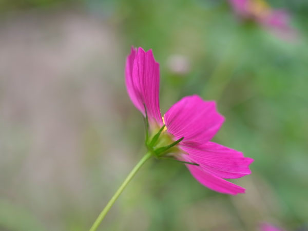 f:id:elmikamino:20100911134225j:image