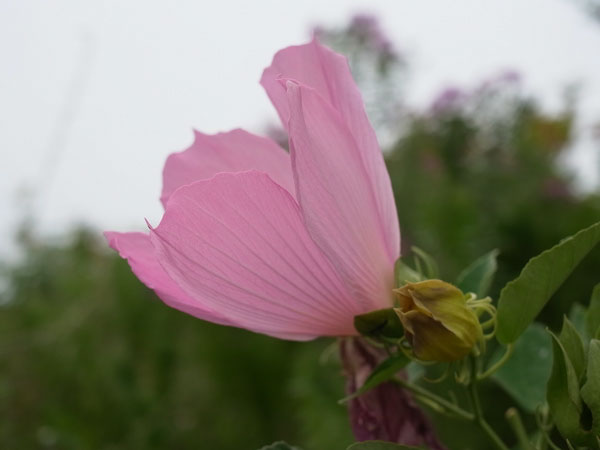 f:id:elmikamino:20100911134227j:image