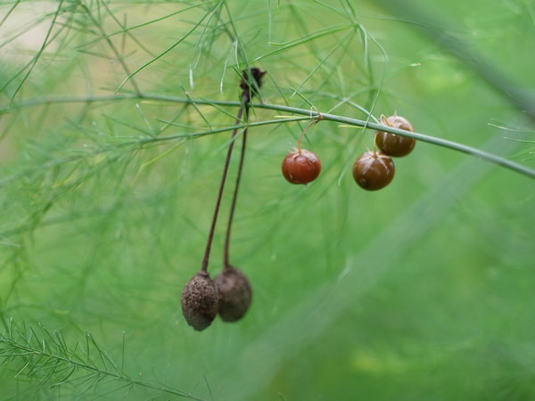 f:id:elmikamino:20100911134228j:image