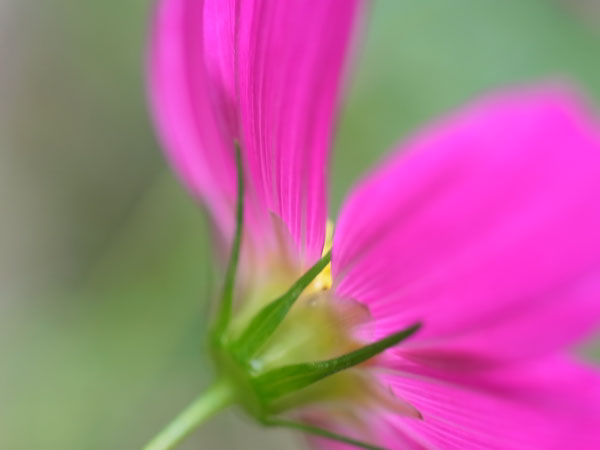 f:id:elmikamino:20100911134232j:image