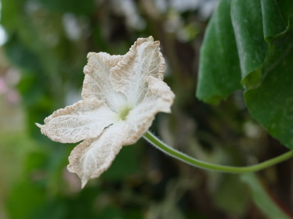 f:id:elmikamino:20100912130118j:image