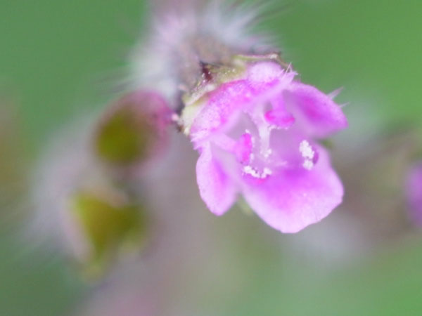 f:id:elmikamino:20100912130119j:image