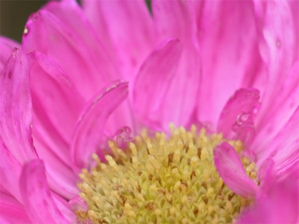f:id:elmikamino:20100912130125j:image