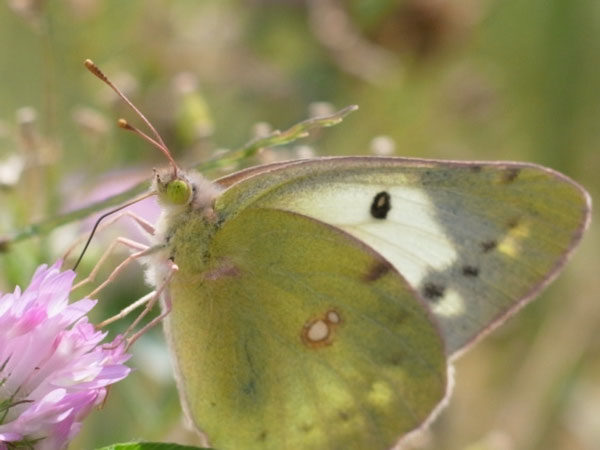 f:id:elmikamino:20100912130131j:image