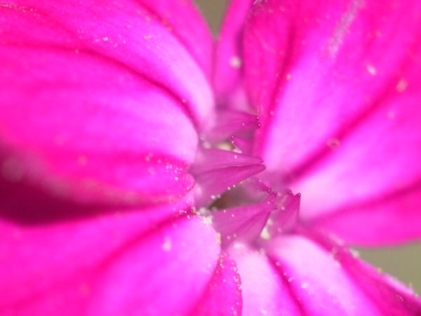 f:id:elmikamino:20100912130134j:image
