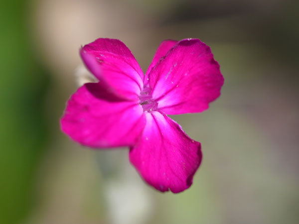 f:id:elmikamino:20100912130135j:image
