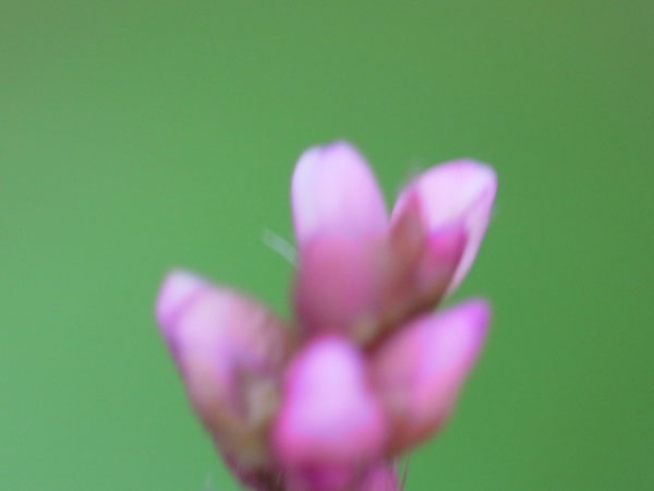 f:id:elmikamino:20100912130141j:image