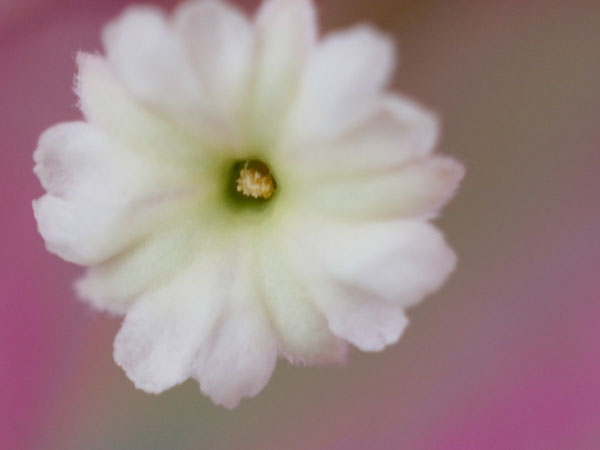 f:id:elmikamino:20100912141411j:image