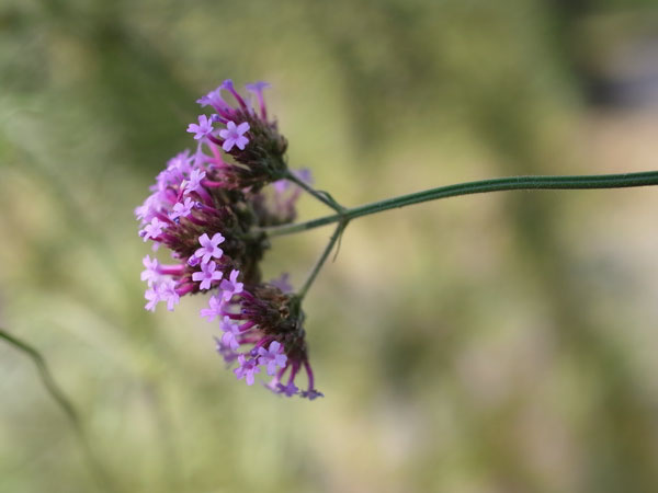 f:id:elmikamino:20100920113121j:image f:id:elmikamino:20100920113121j:image