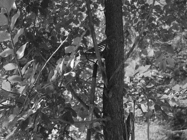 f:id:elmikamino:20100920113123j:image f:id:elmikamino:20100920113123j:image