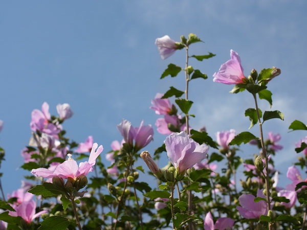 f:id:elmikamino:20100920113126j:image f:id:elmikamino:20100920113126j:image