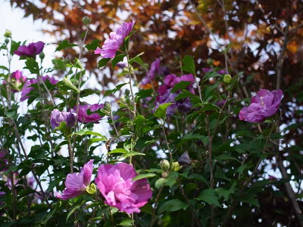 f:id:elmikamino:20100920113131j:image f:id:elmikamino:20100920113131j:image