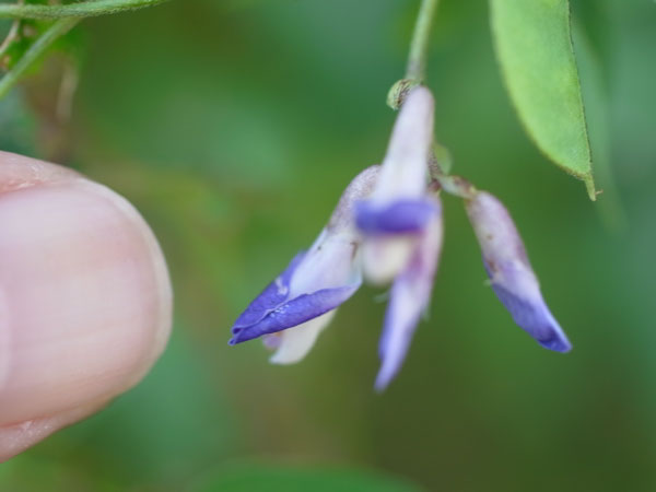 f:id:elmikamino:20100920113133j:image f:id:elmikamino:20100920113133j:image